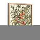 Rama De Árbol De Melocotón - Duhamel du Monceau | Cuadro decorativo de Canvas Lab