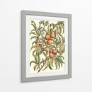 Rama De Árbol De Melocotón - Duhamel du Monceau | Cuadro decorativo de Canvas Lab