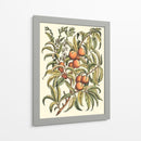 Rama De Árbol De Melocotón - Duhamel du Monceau | Cuadro decorativo de Canvas Lab