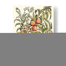 Rama De Árbol De Melocotón - Duhamel du Monceau | Cuadro decorativo de Canvas Lab