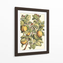 Rama De Árbol De Membrillo - Duhamel du Monceau | Cuadro decorativo de Canvas Lab