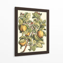 Rama De Árbol De Membrillo - Duhamel du Monceau | Cuadro decorativo de Canvas Lab