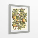 Rama De Árbol De Membrillo - Duhamel du Monceau | Cuadro decorativo de Canvas Lab