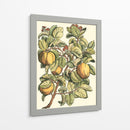 Rama De Árbol De Membrillo - Duhamel du Monceau | Cuadro decorativo de Canvas Lab