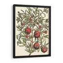 Rama De Árbol De Granada - Duhamel du Monceau | Cuadro decorativo de Canvas Lab