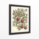Rama De Árbol De Granada - Duhamel du Monceau | Cuadro decorativo de Canvas Lab