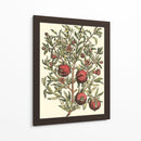 Rama De Árbol De Granada - Duhamel du Monceau | Cuadro decorativo de Canvas Lab