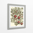 Rama De Árbol De Granada - Duhamel du Monceau | Cuadro decorativo de Canvas Lab