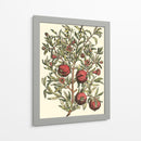 Rama De Árbol De Granada - Duhamel du Monceau | Cuadro decorativo de Canvas Lab