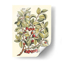 Rama De Cerezo - Duhamel du Monceau | Cuadro decorativo de Canvas Lab