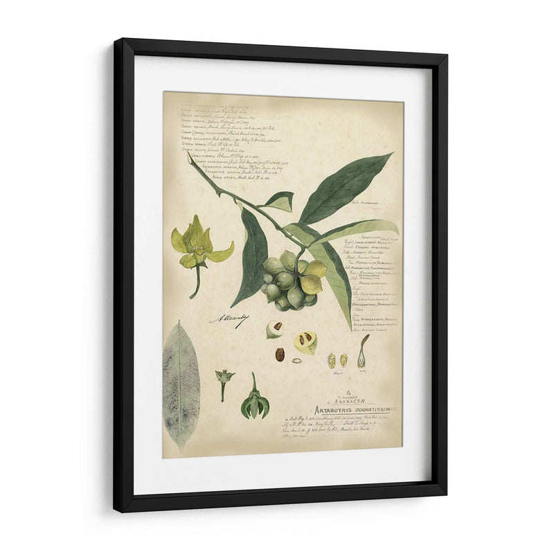 Descube Botanical Ii - A. Descubes | Cuadro decorativo de Canvas Lab