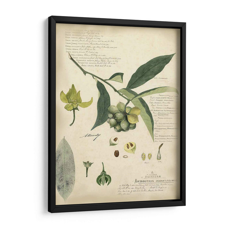 Descube Botanical Ii - A. Descubes | Cuadro decorativo de Canvas Lab