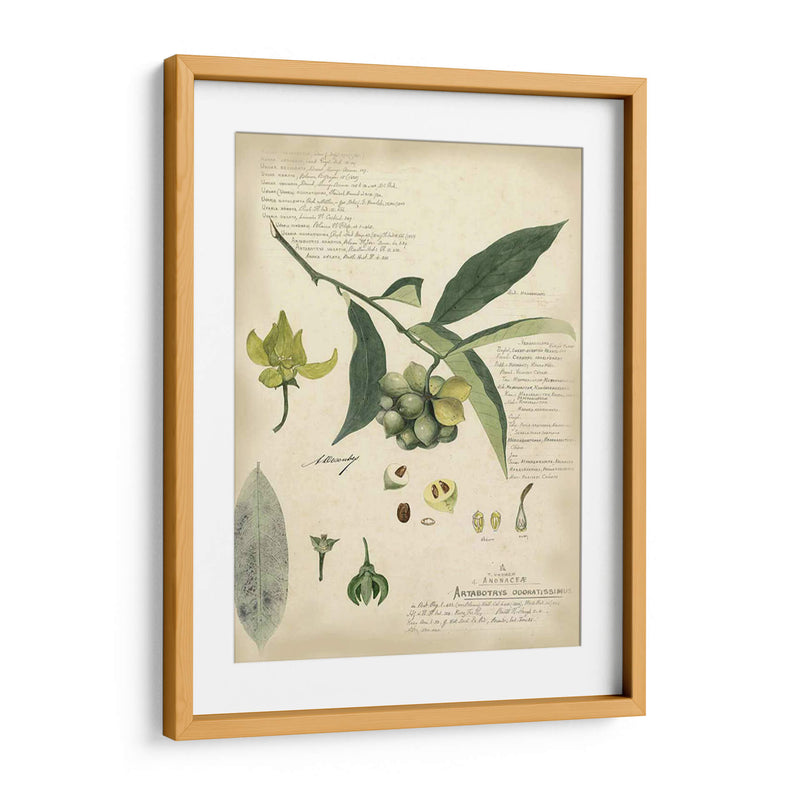 Descube Botanical Ii - A. Descubes | Cuadro decorativo de Canvas Lab