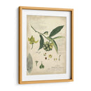 Descube Botanical Ii - A. Descubes | Cuadro decorativo de Canvas Lab