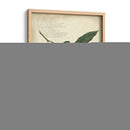 Descube Botanical Ii - A. Descubes | Cuadro decorativo de Canvas Lab