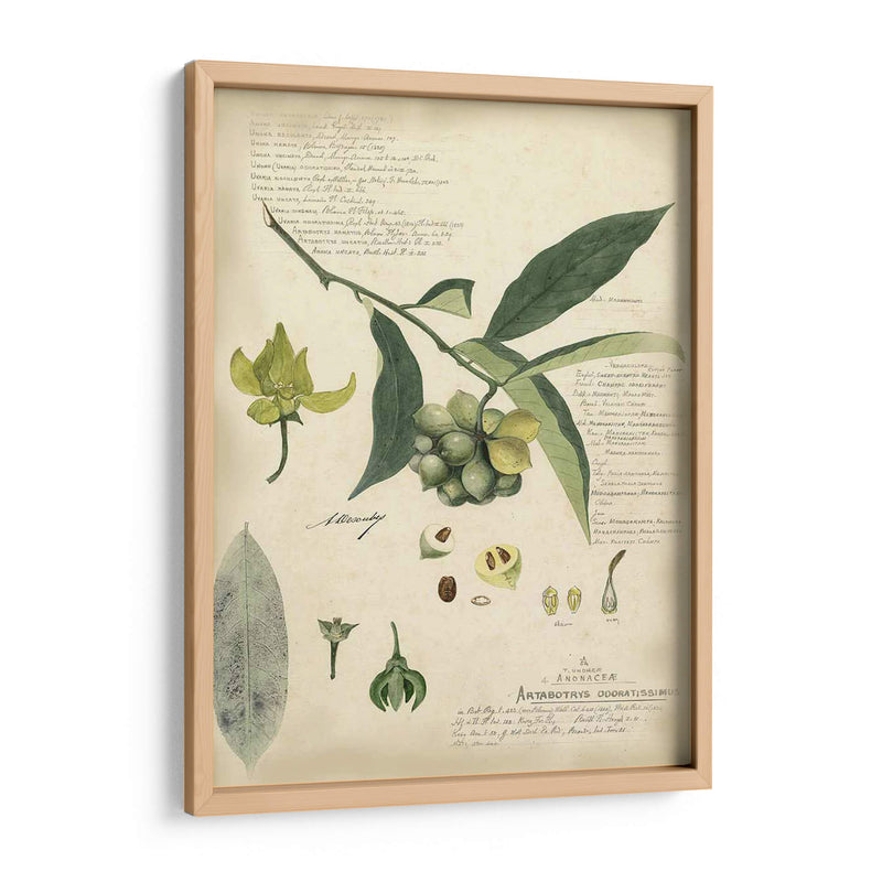 Descube Botanical Ii - A. Descubes | Cuadro decorativo de Canvas Lab