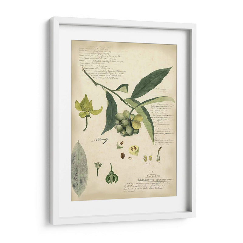 Descube Botanical Ii - A. Descubes | Cuadro decorativo de Canvas Lab