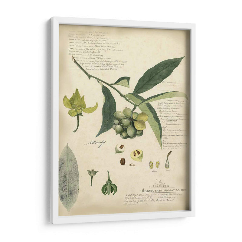 Descube Botanical Ii - A. Descubes | Cuadro decorativo de Canvas Lab