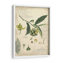 Descube Botanical Ii - A. Descubes | Cuadro decorativo de Canvas Lab