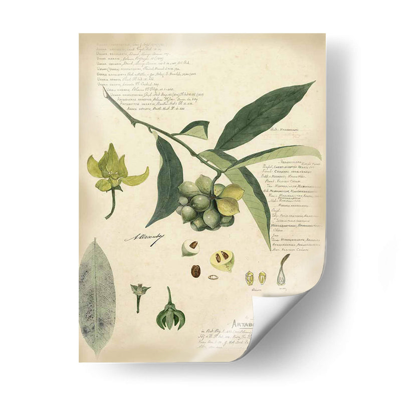 Descube Botanical Ii - A. Descubes | Cuadro decorativo de Canvas Lab