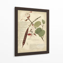 Descube Botanical Iii - A. Descubes | Cuadro decorativo de Canvas Lab