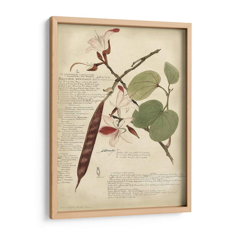 Descube Botanical Iii - A. Descubes | Cuadro decorativo de Canvas Lab