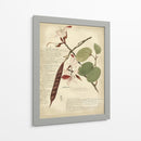 Descube Botanical Iii - A. Descubes | Cuadro decorativo de Canvas Lab