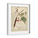 Descube Botanical Iii - A. Descubes | Cuadro decorativo de Canvas Lab