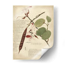 Descube Botanical Iii - A. Descubes | Cuadro decorativo de Canvas Lab