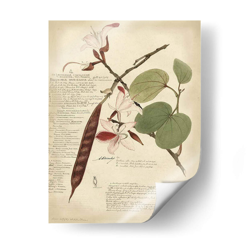 Descube Botanical Iii - A. Descubes | Cuadro decorativo de Canvas Lab