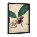 Descube Botánica Iv - A. Descubes | Cuadro decorativo de Canvas Lab