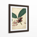 Descube Botánica Iv - A. Descubes | Cuadro decorativo de Canvas Lab
