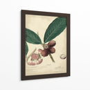 Descube Botánica Iv - A. Descubes | Cuadro decorativo de Canvas Lab