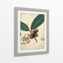 Descube Botánica Iv - A. Descubes | Cuadro decorativo de Canvas Lab