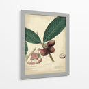 Descube Botánica Iv - A. Descubes | Cuadro decorativo de Canvas Lab