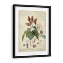 Descube Botánico V - A. Descubes | Cuadro decorativo de Canvas Lab