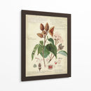 Descube Botánico V - A. Descubes | Cuadro decorativo de Canvas Lab