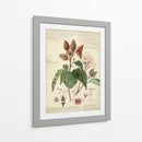 Descube Botánico V - A. Descubes | Cuadro decorativo de Canvas Lab