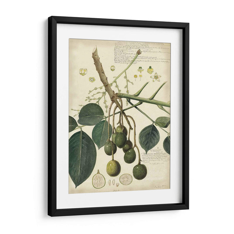 Descube Botanical Vi - A. Descubes | Cuadro decorativo de Canvas Lab