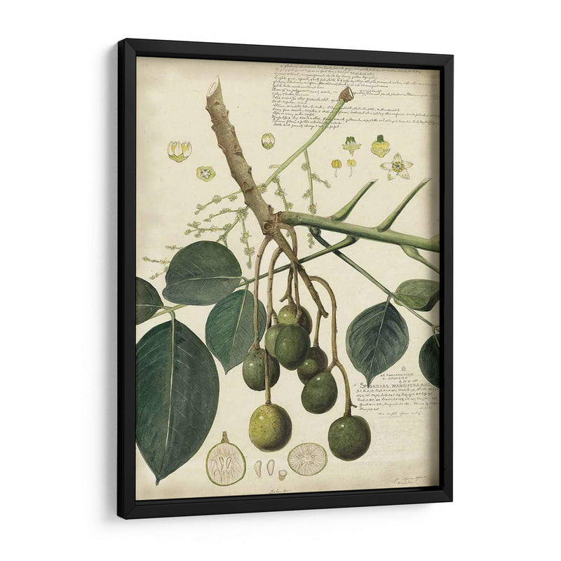 Descube Botanical Vi - A. Descubes | Cuadro decorativo de Canvas Lab