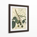 Descube Botanical Vi - A. Descubes | Cuadro decorativo de Canvas Lab