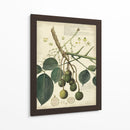 Descube Botanical Vi - A. Descubes | Cuadro decorativo de Canvas Lab