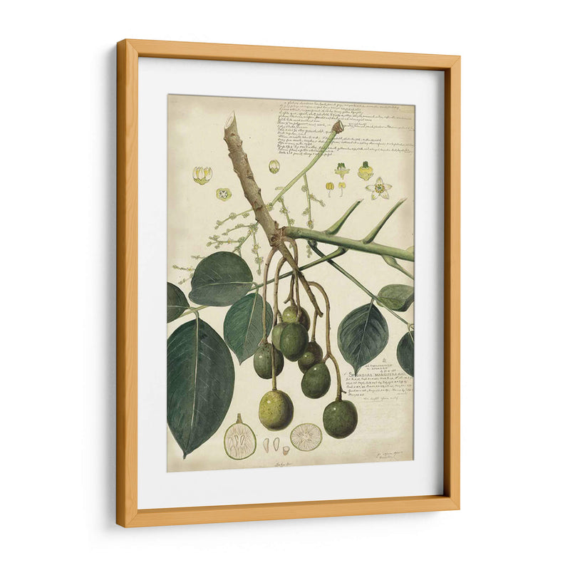 Descube Botanical Vi - A. Descubes | Cuadro decorativo de Canvas Lab