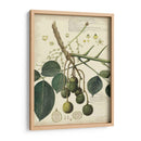 Descube Botanical Vi - A. Descubes | Cuadro decorativo de Canvas Lab