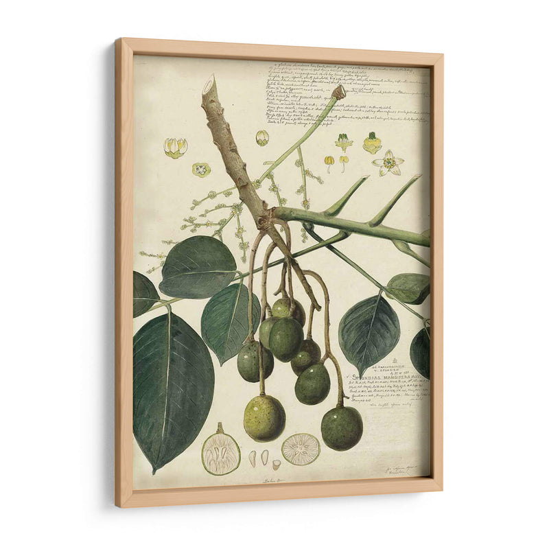 Descube Botanical Vi - A. Descubes | Cuadro decorativo de Canvas Lab