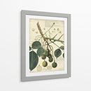 Descube Botanical Vi - A. Descubes | Cuadro decorativo de Canvas Lab