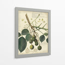 Descube Botanical Vi - A. Descubes | Cuadro decorativo de Canvas Lab