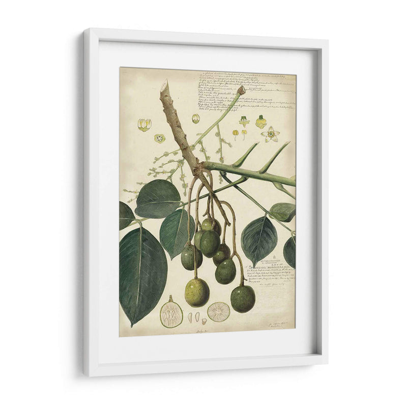 Descube Botanical Vi - A. Descubes | Cuadro decorativo de Canvas Lab