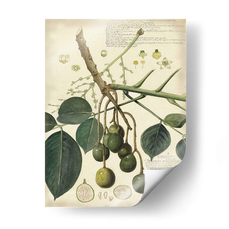 Descube Botanical Vi - A. Descubes | Cuadro decorativo de Canvas Lab