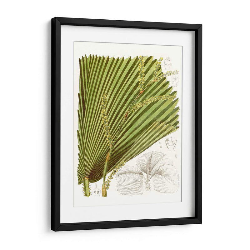 Palm Melange I - Curtis | Cuadro decorativo de Canvas Lab